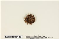 藏品(大帽苔科)的圖片